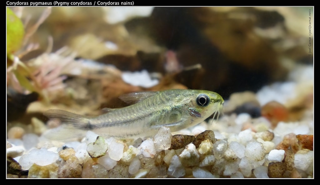 Dwergpantsermeerval — Gastrodermus pygmaeus