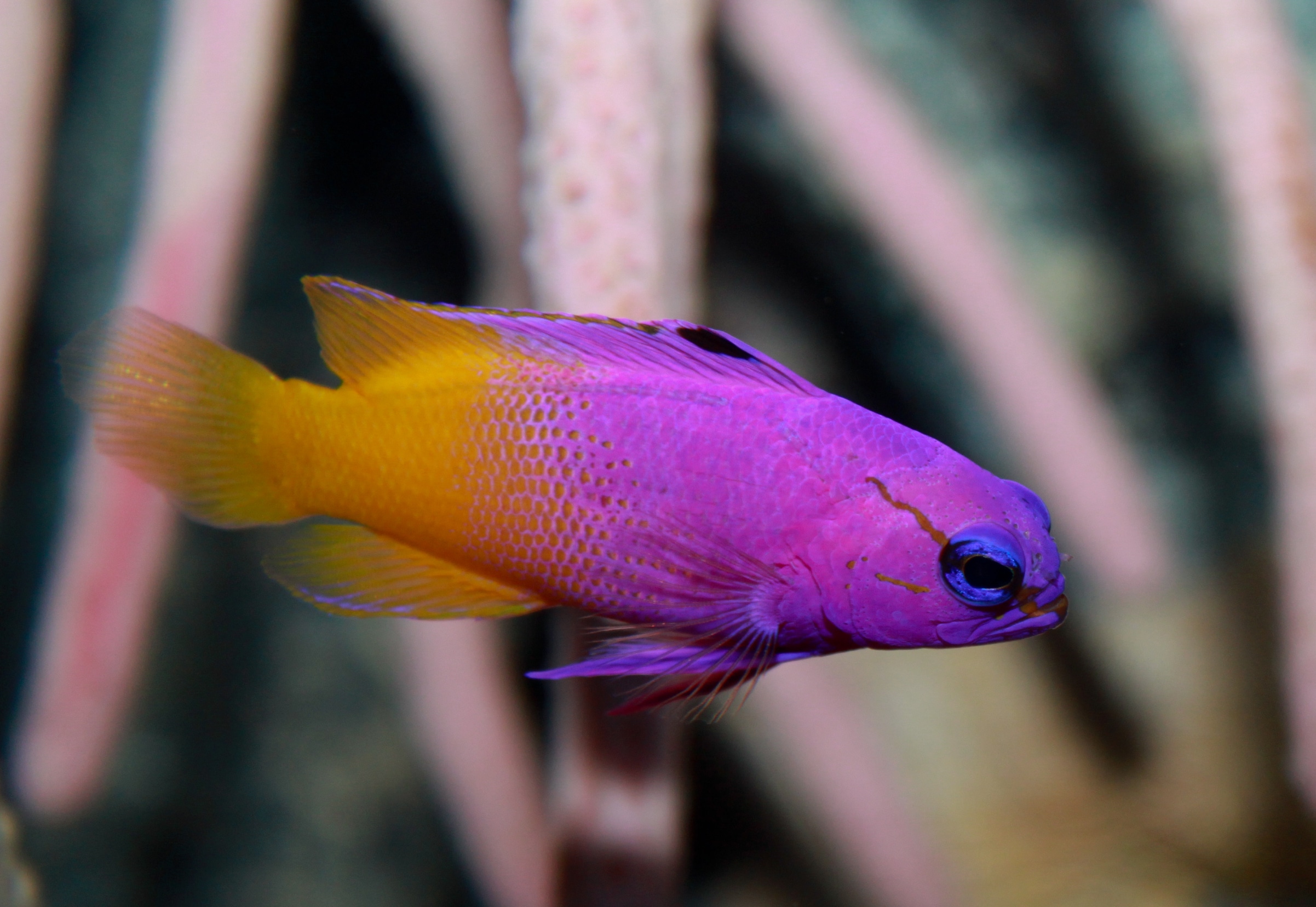 Royal gramma — Gramma loreto