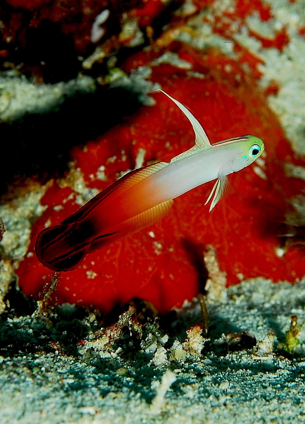 Vuurvis — Nemateleotris magnifica