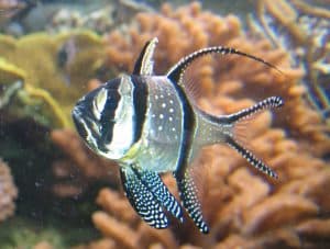 Banggai kardinaalbaars — Pterapogon kauderni