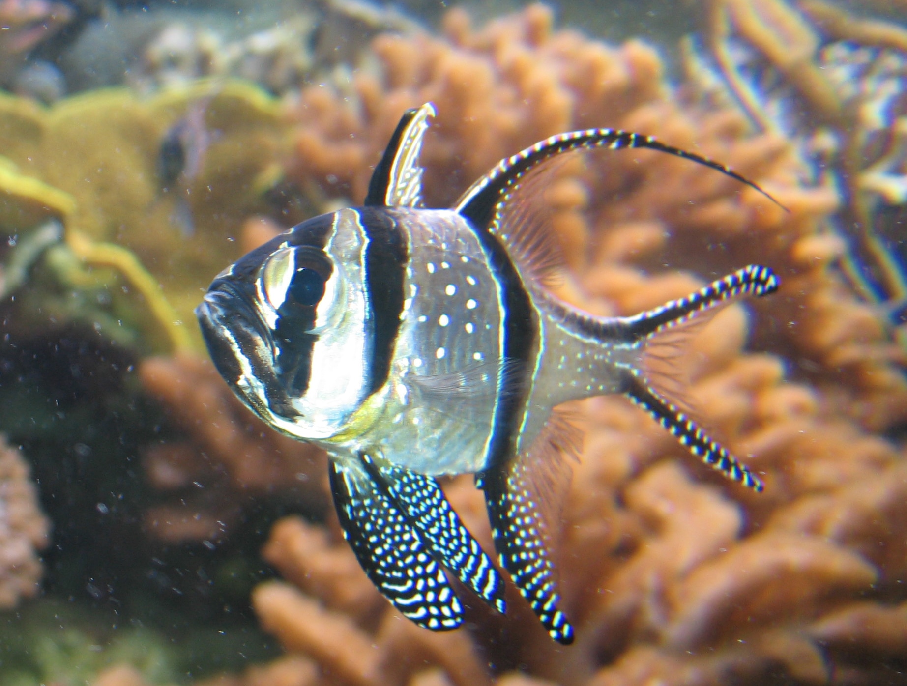 Banggai kardinaalbaars — Pterapogon kauderni