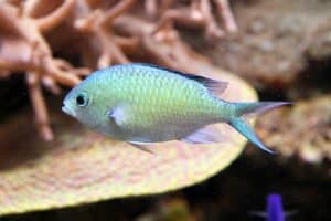 Groene chromis — Chromis viridis