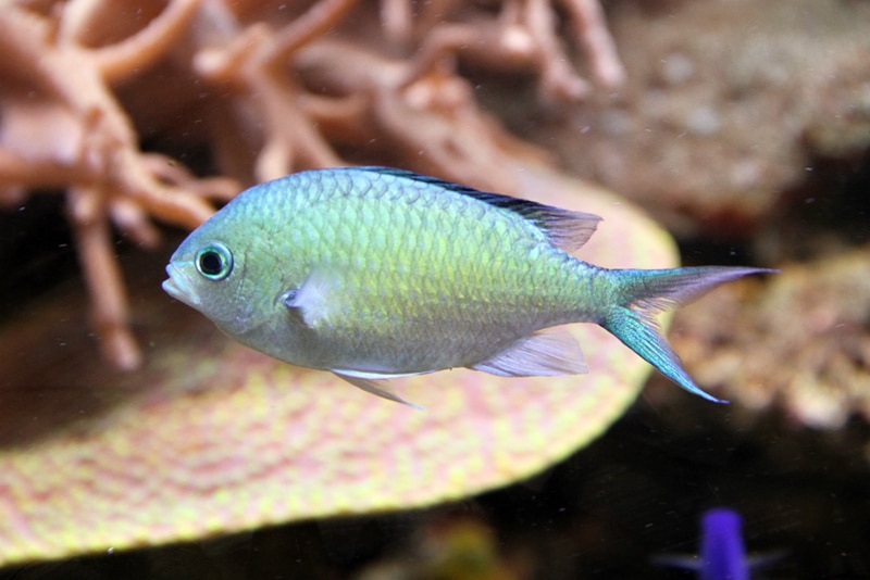 Groene chromis — Chromis viridis