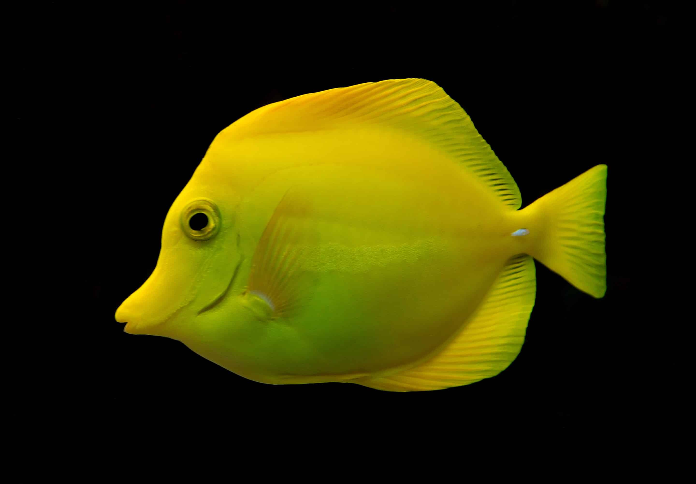Gele doktersvis — Zebrasoma flavescens