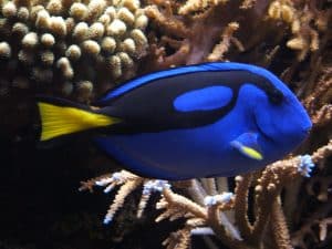Blauwe doktersvis — Paracanthurus hepatus