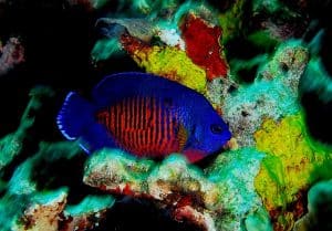 Coral beauty dwergkeizer — Centropyge bispinosa