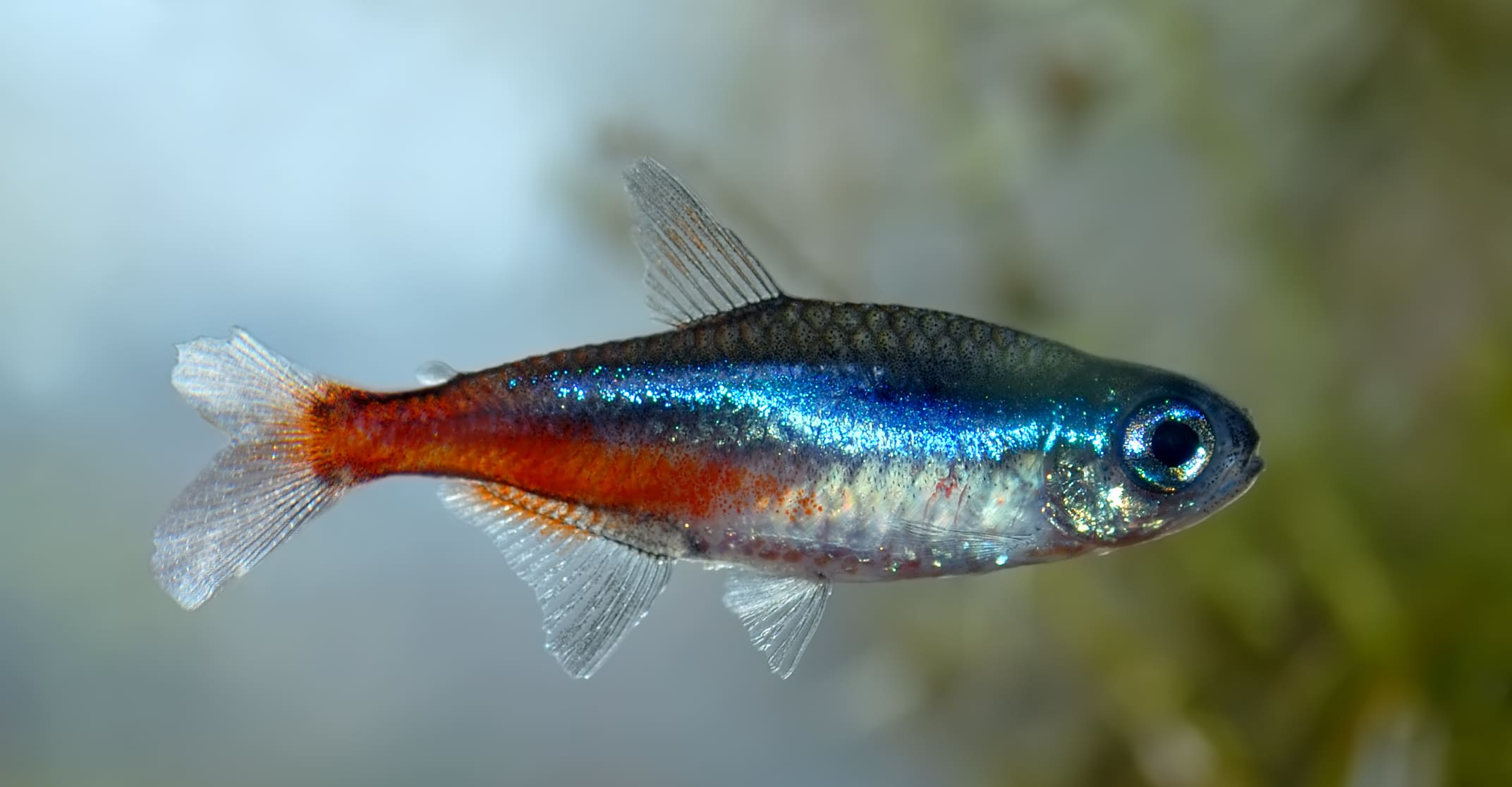 Neontetra (Paracheirodon innesi) met blauwe zijstreep en rood achterlichaam in een aquarium