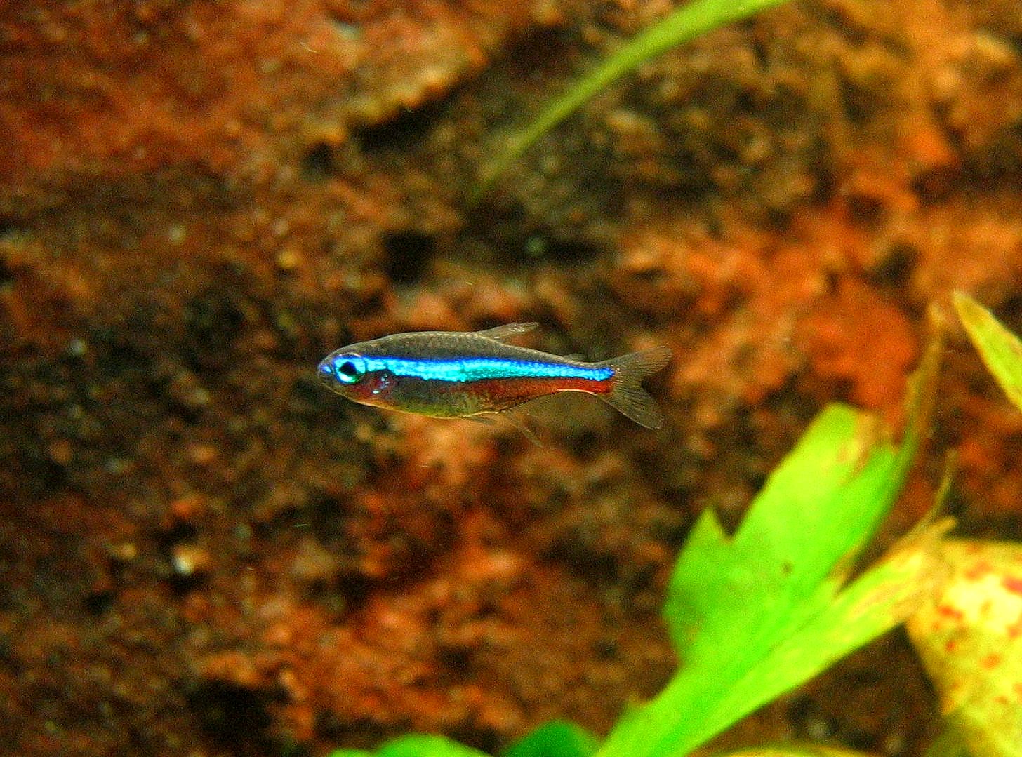 Faux néon (Paracheirodon simulans)
