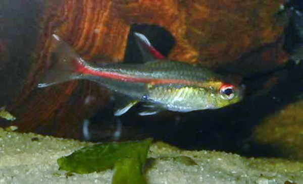 Tétra lumineux (Hemigrammus erythrozonus)