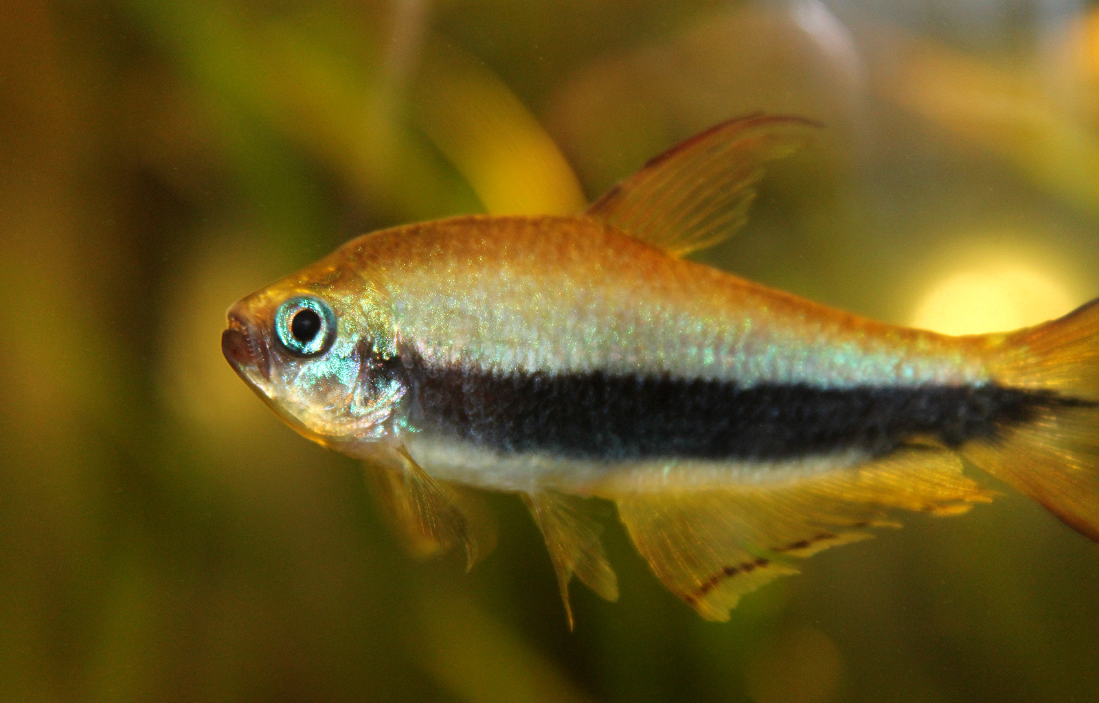 Kaisersalmler (Nematobrycon palmeri)