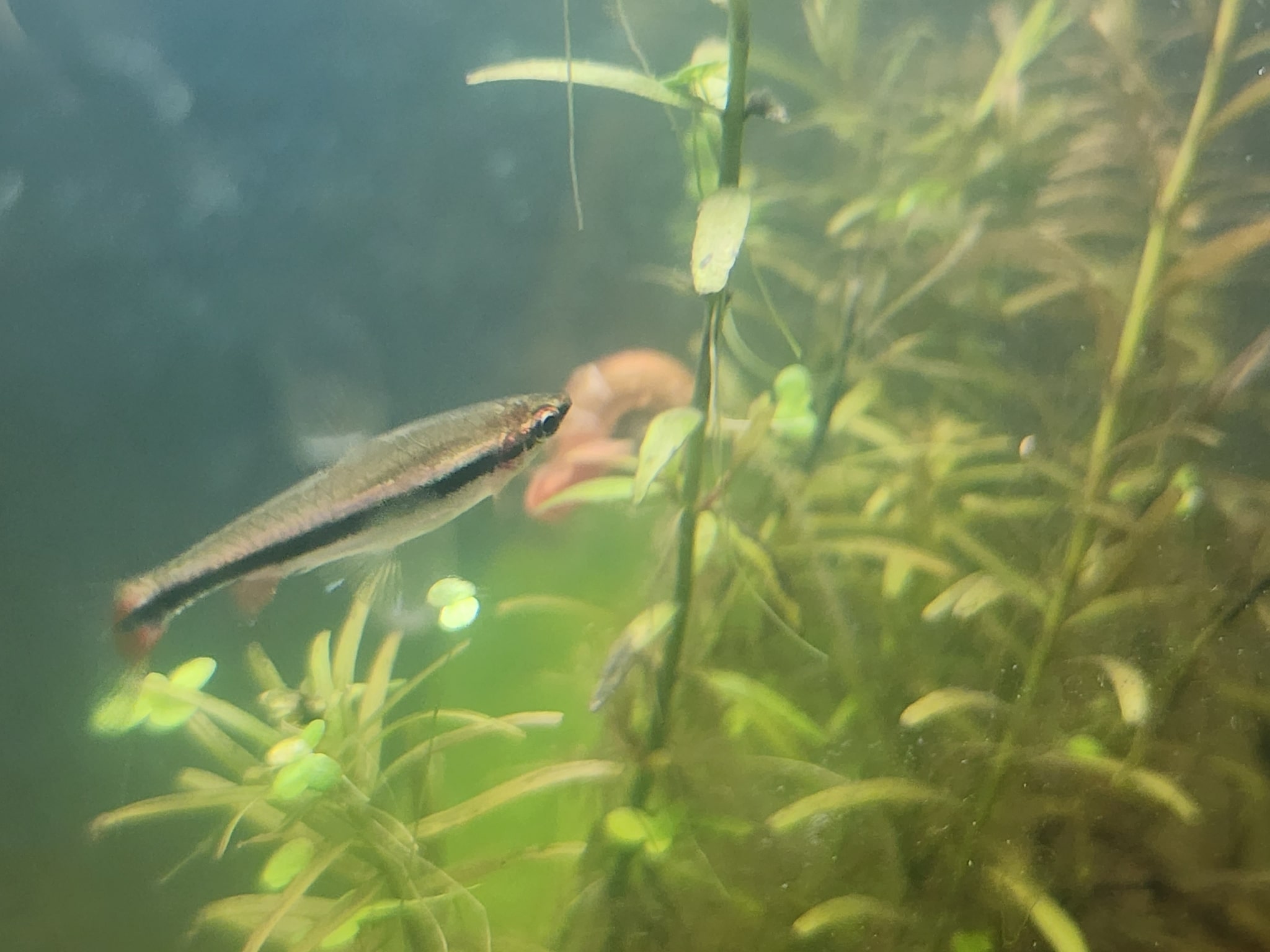 Beckfords potloodvis (Nannostomus beckfordi)