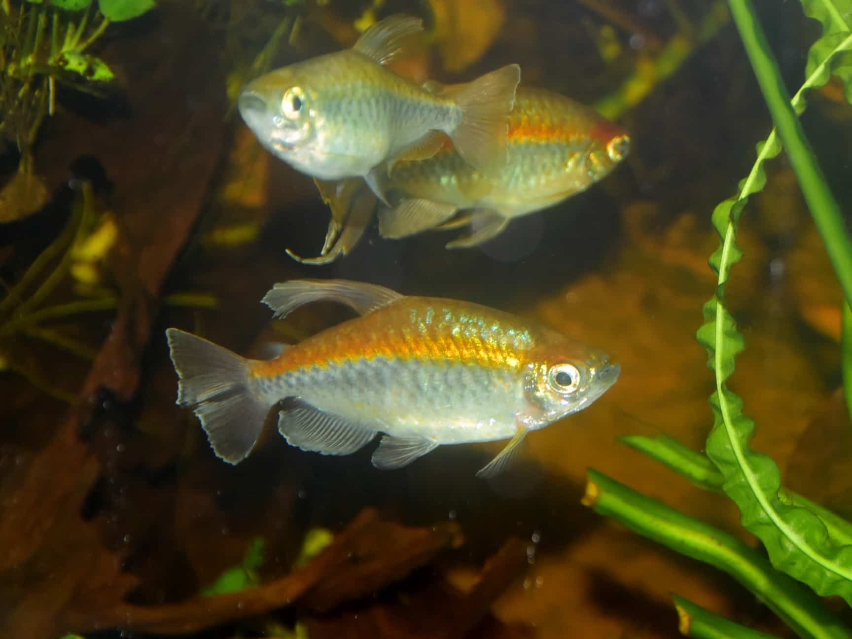 Kongozalm (Phenacogrammus interruptus)