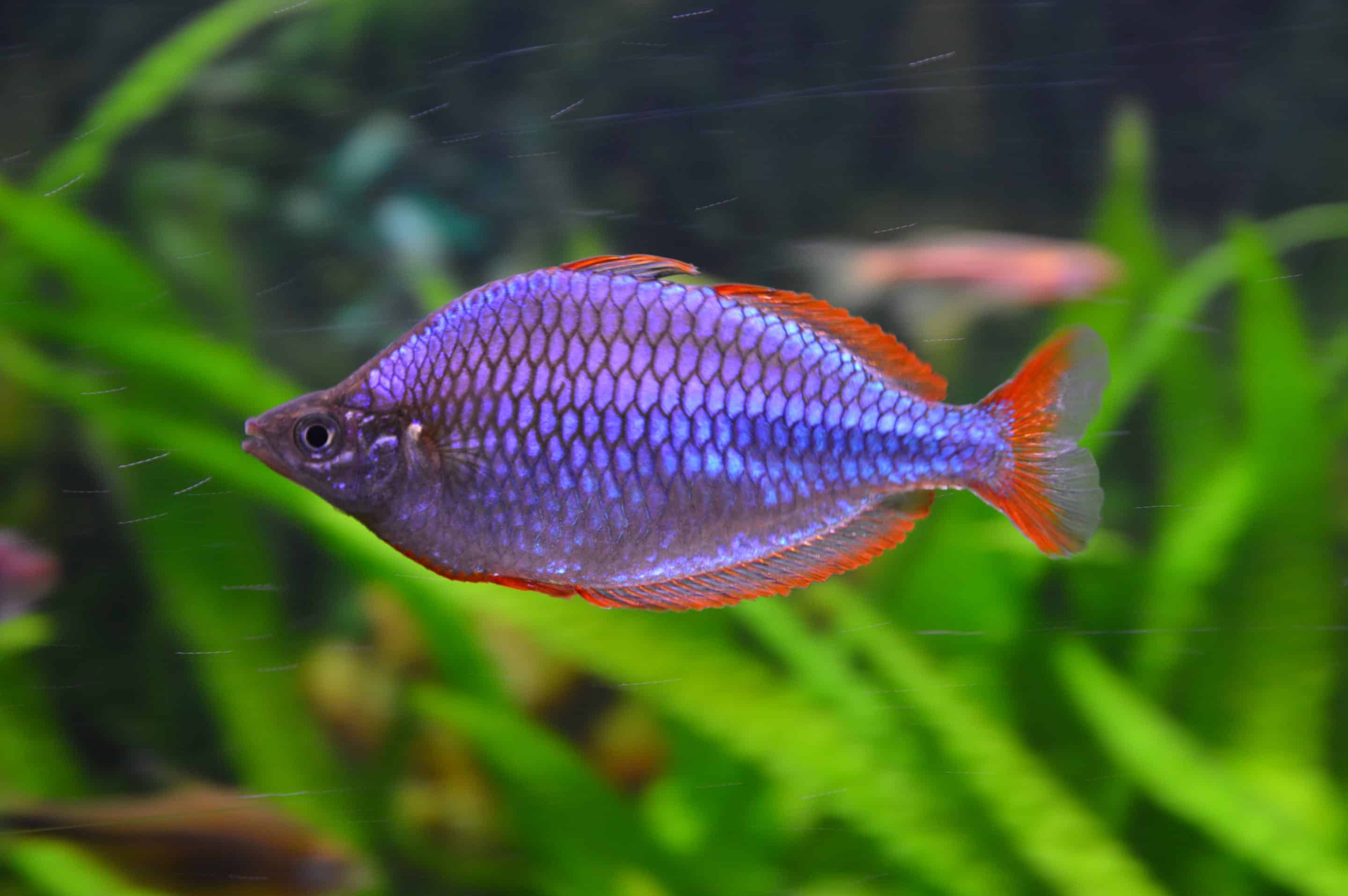 Diamantregenboogvis (Melanotaenia praecox)