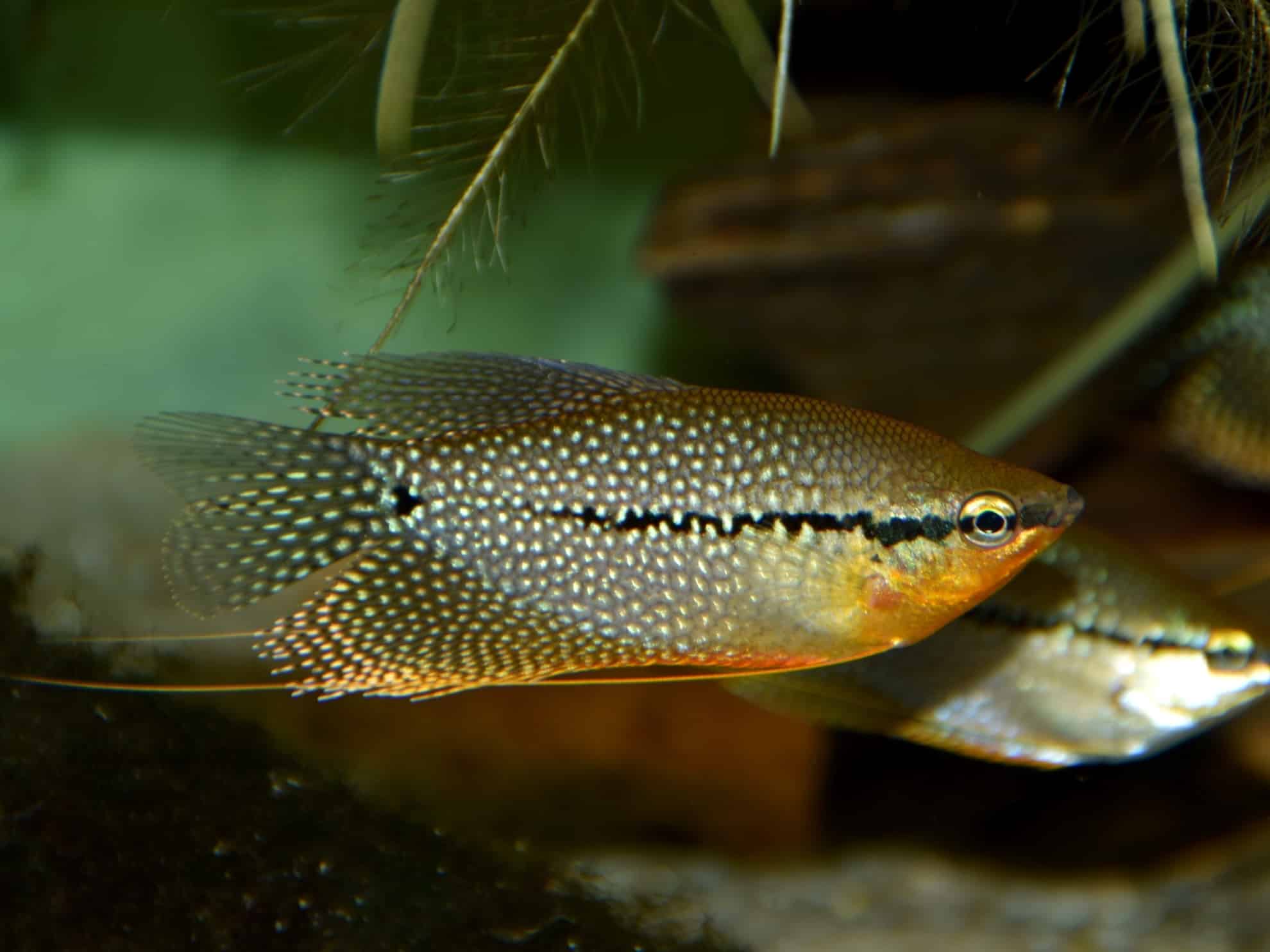 Diamantgoerami (Trichopodus leerii)