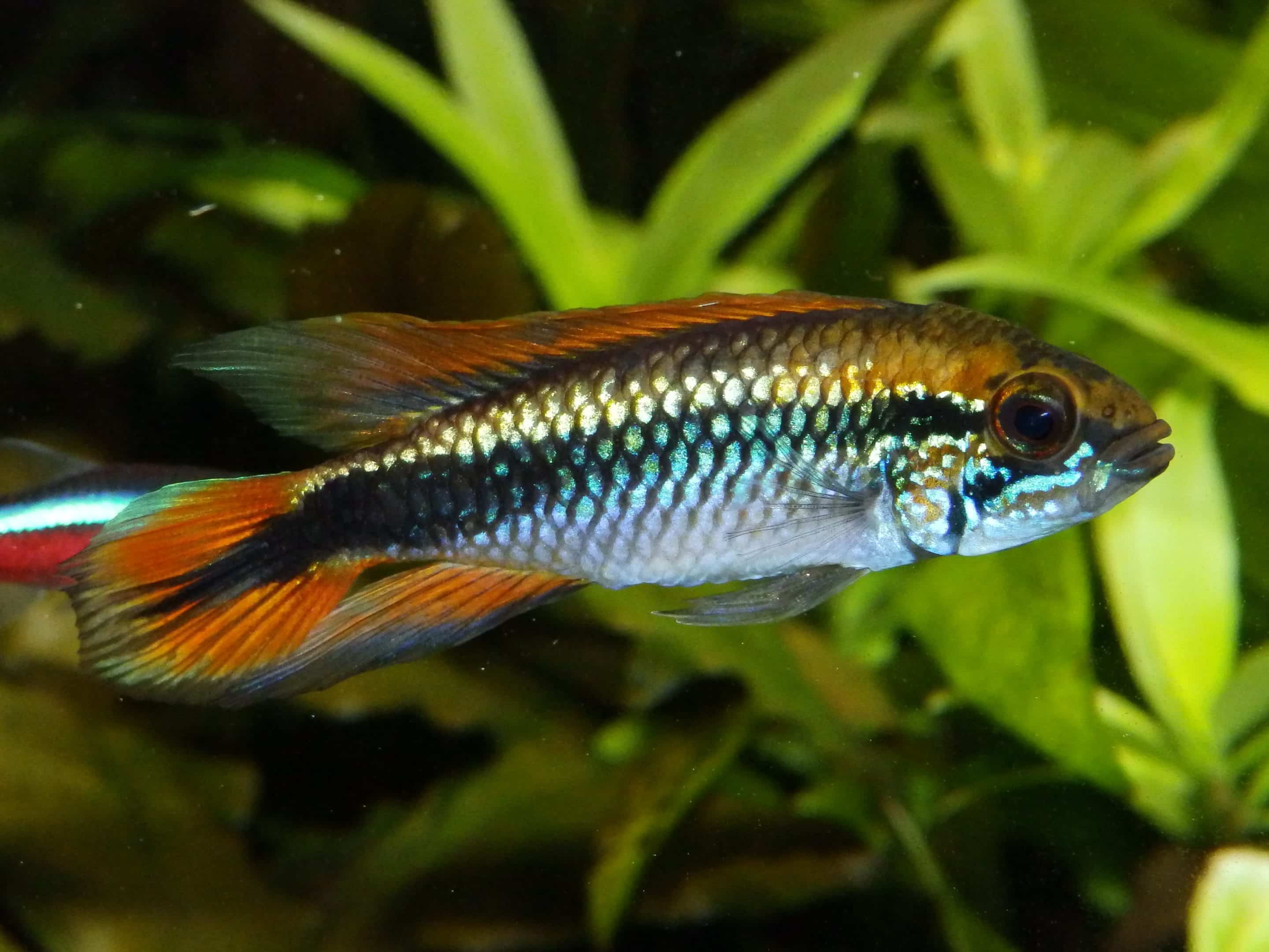 Apistogramma d'Agassiz (Apistogramma agassizii)