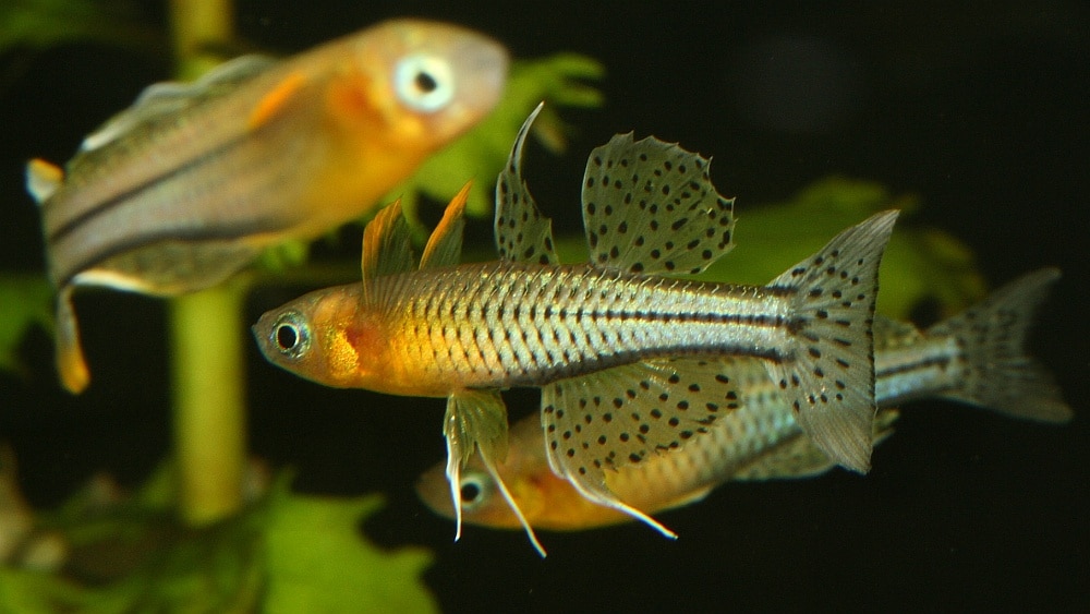 Pseudomugil de Gertrude (Pseudomugil gertrudae)