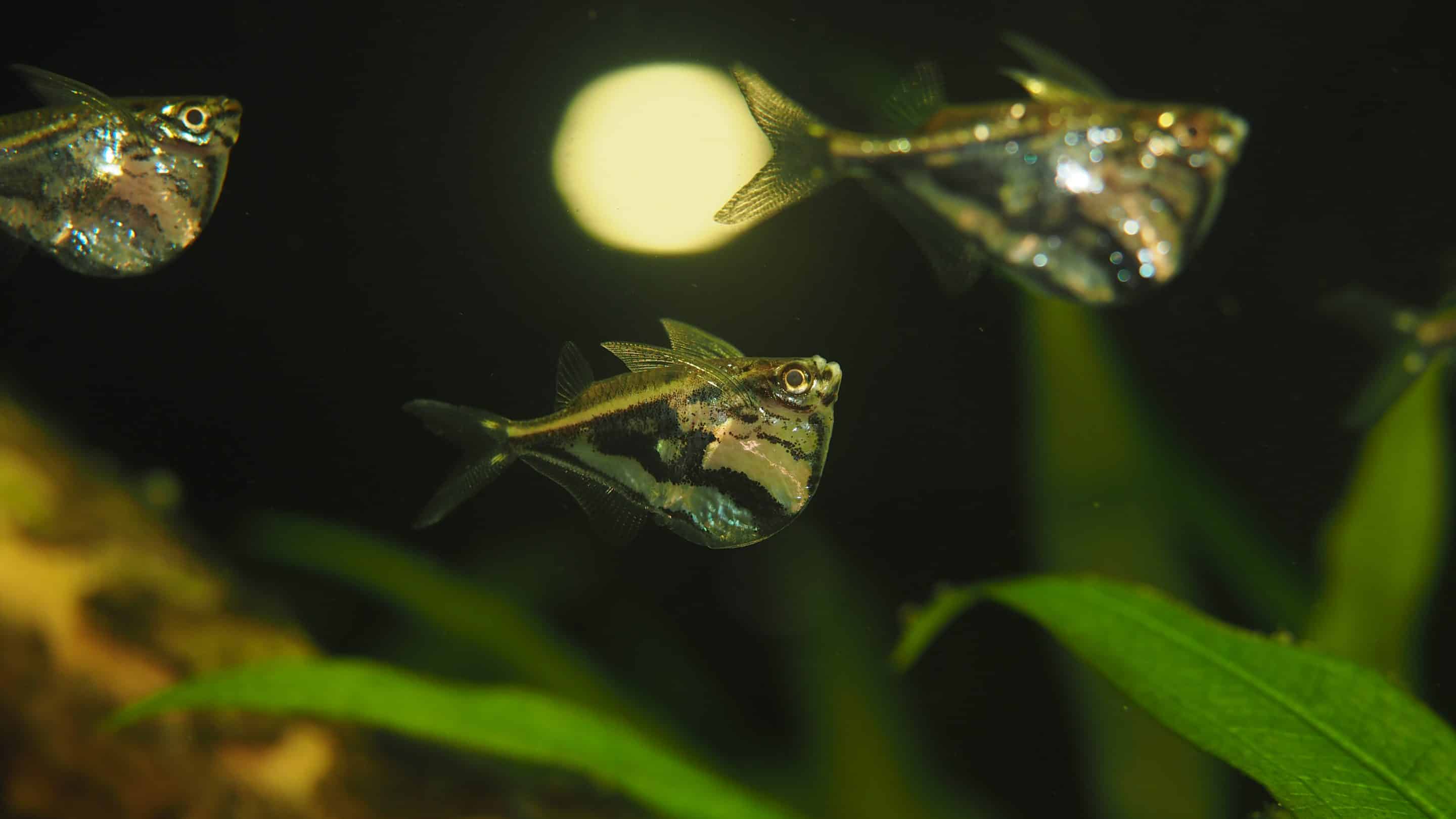 Poisson-hache marbré (Carnegiella strigata)