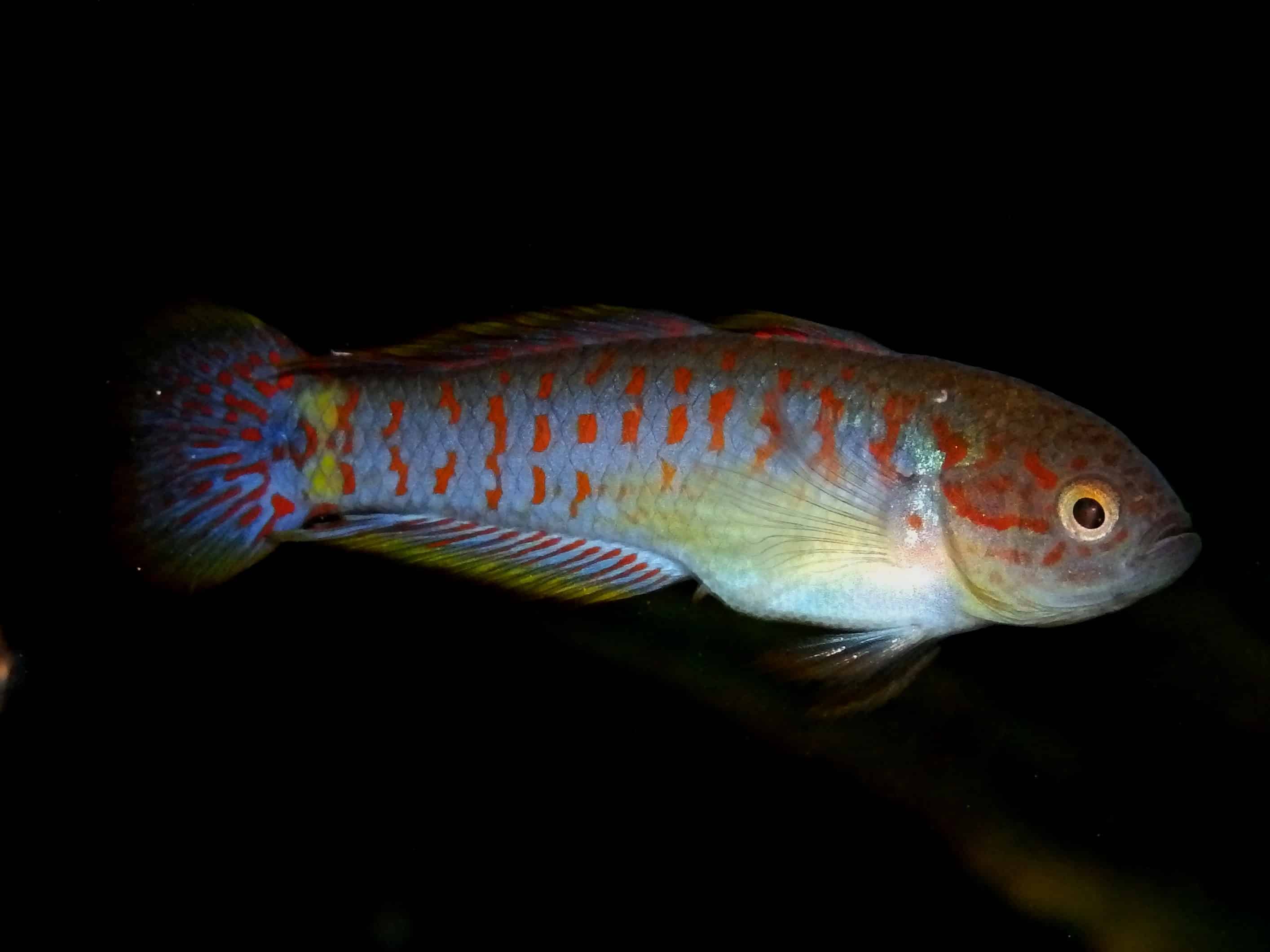 Tateurndina ocellicauda