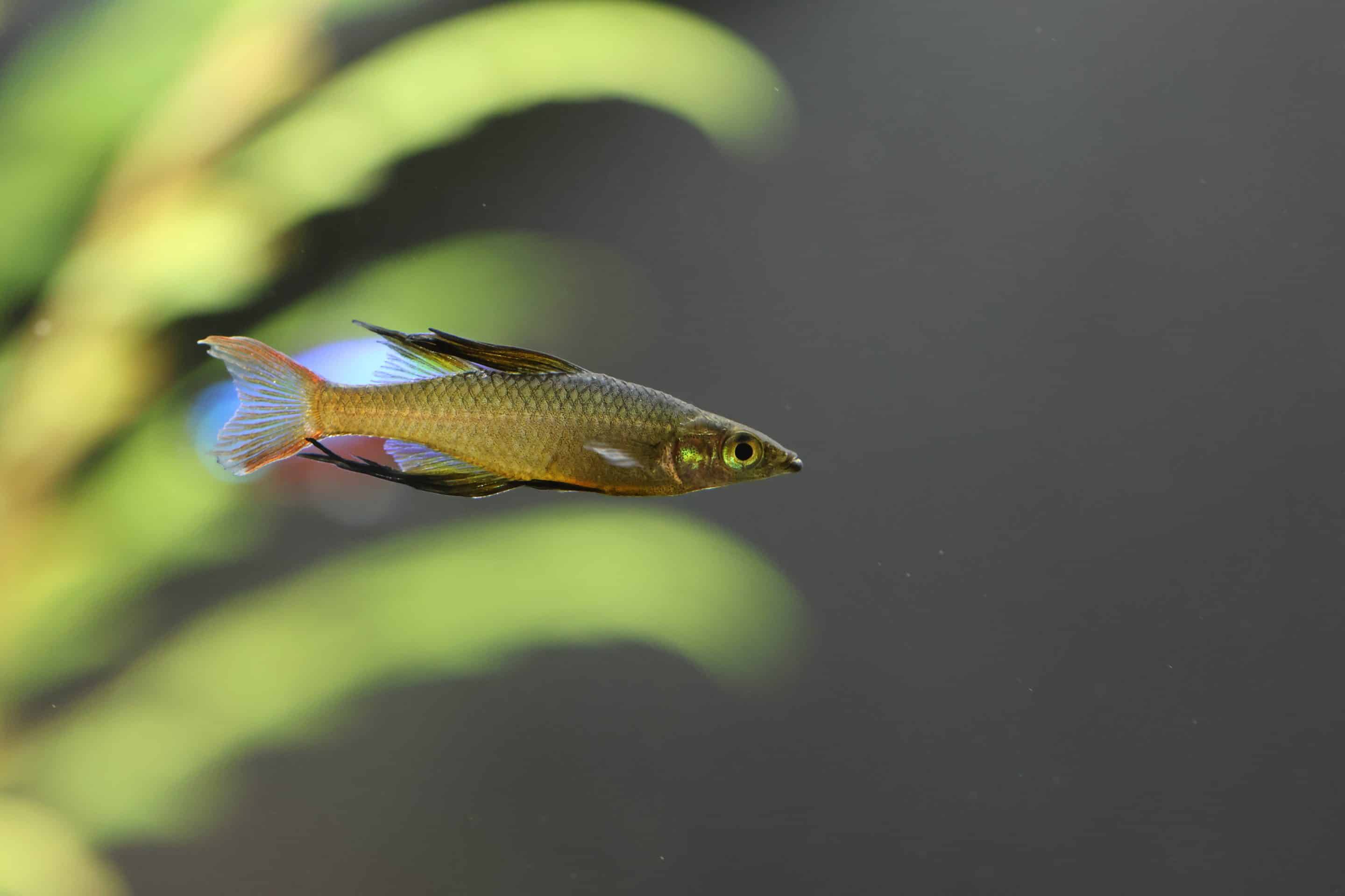 Poisson arc-en-ciel à nageoires filamenteuses (Iriatherina werneri)