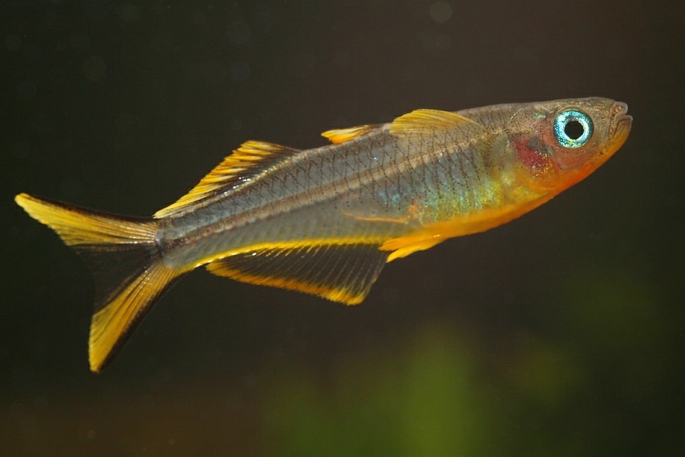 Geeloogvorkstaartregenboogvis (Pseudomugil furcatus)
