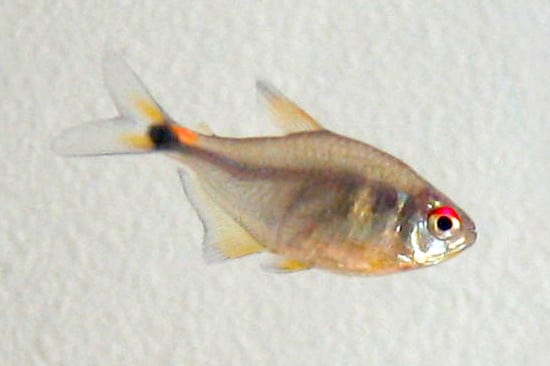 Schlusslichtsalmler (Holopristis ocellifera)