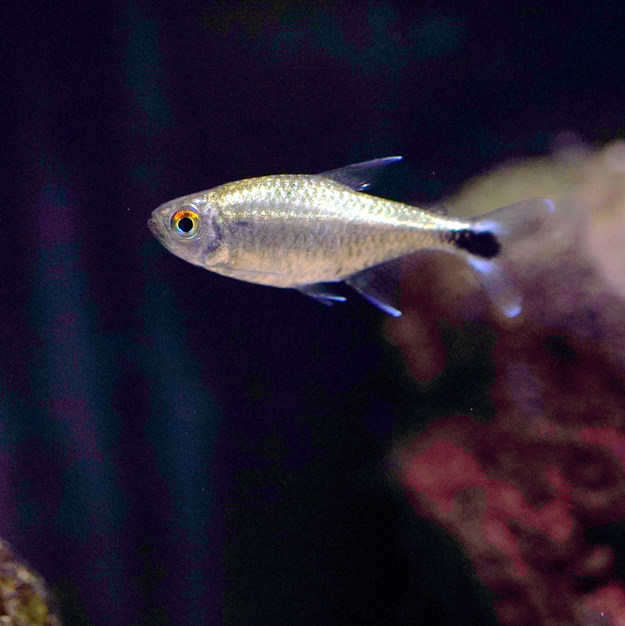 Golden tetra (Hemigrammus rodwayi)