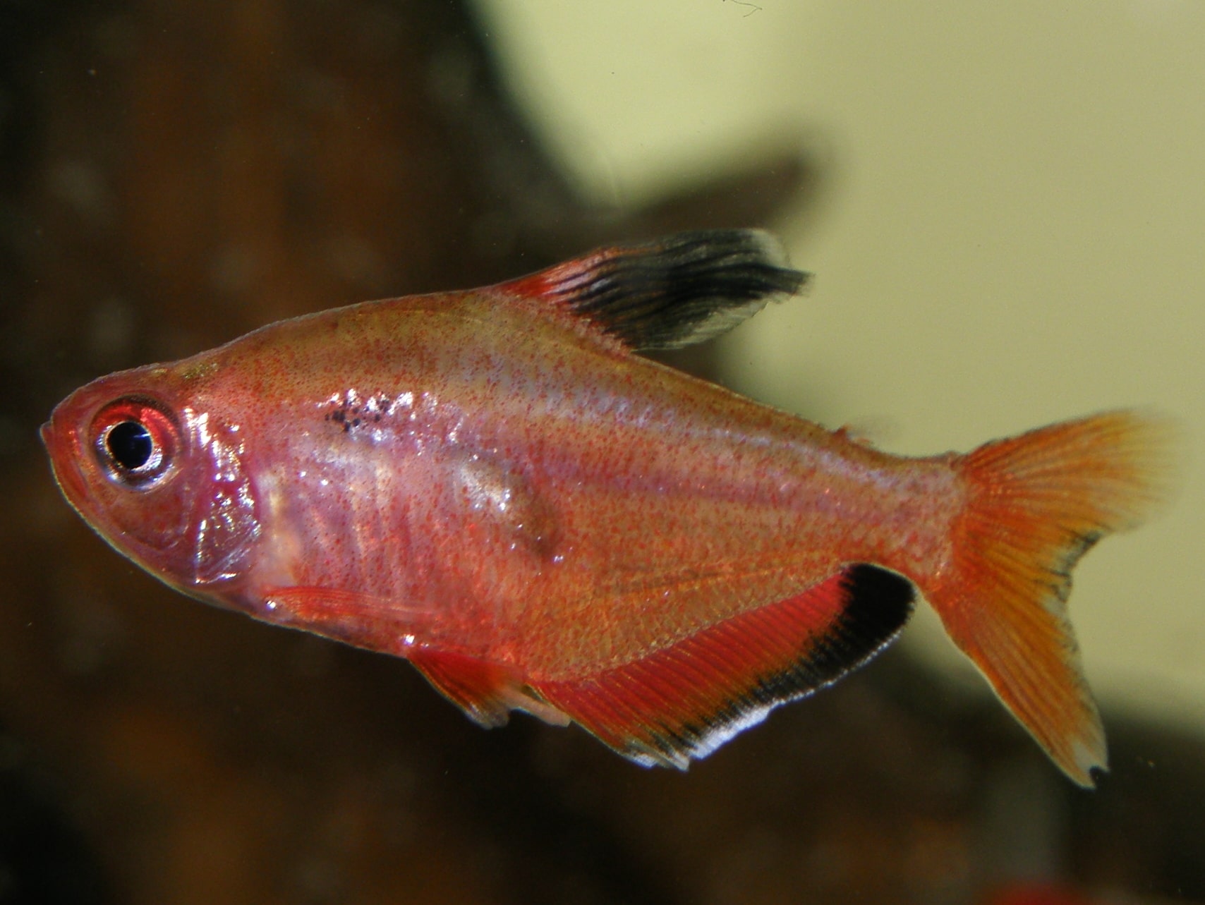 Serpasalmler (Megalamphodus eques)