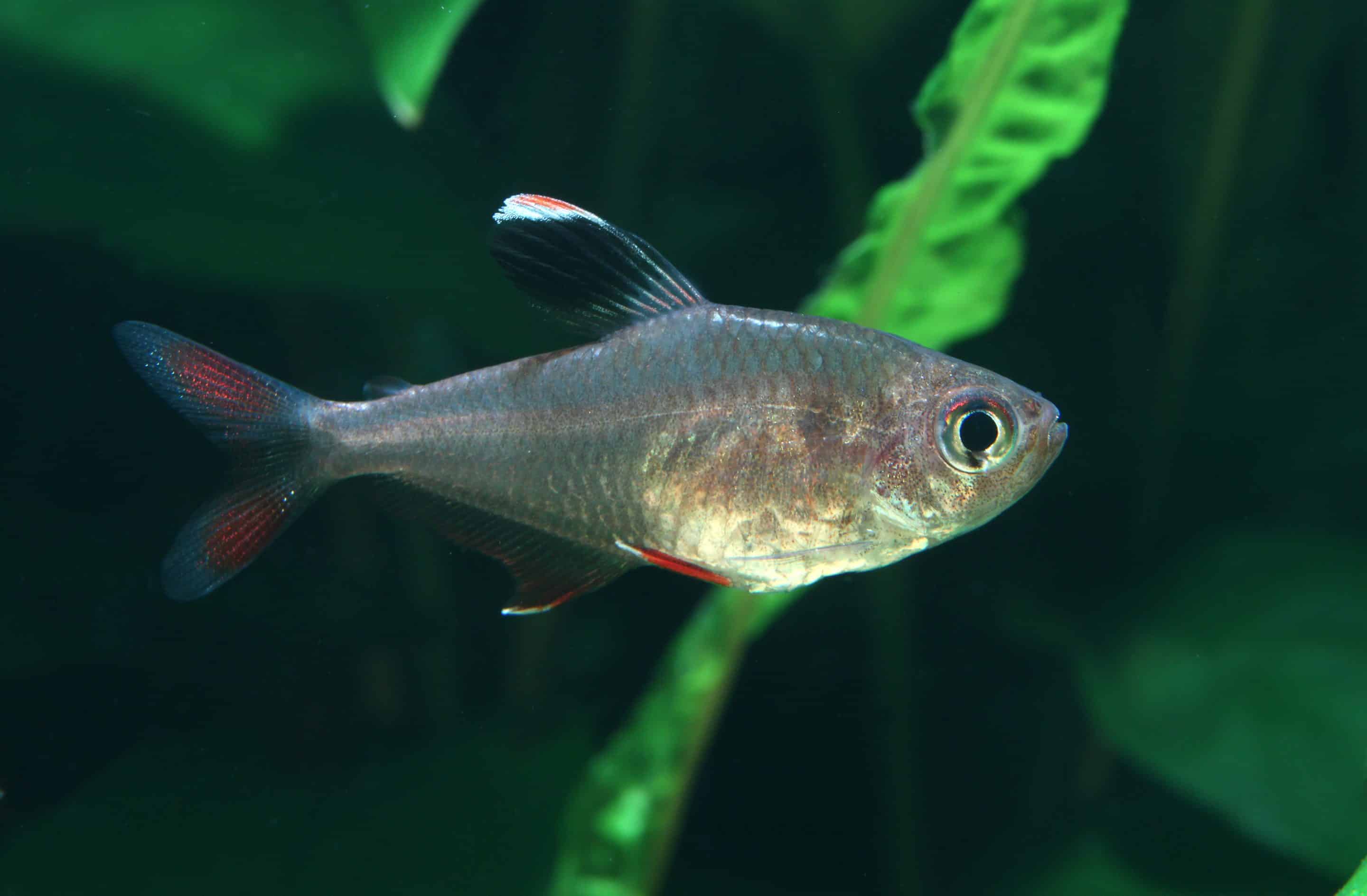 Schmucksalmler (Megalamphodus bentosi)