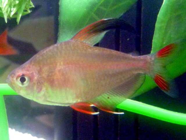 Rosensalmler (Megalamphodus rosaceus)