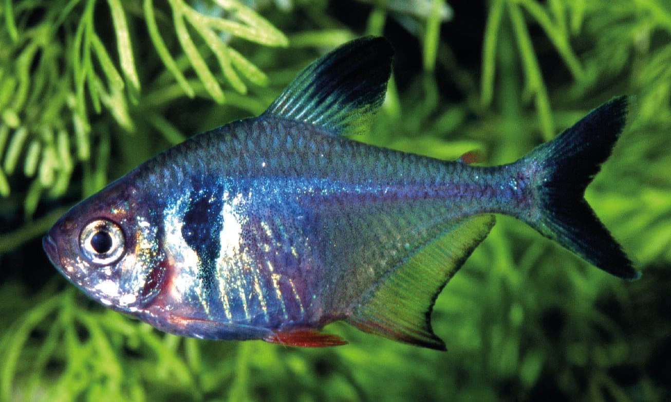 Schwarzer Phantomsalmler (Megalamphodus megalopterus)