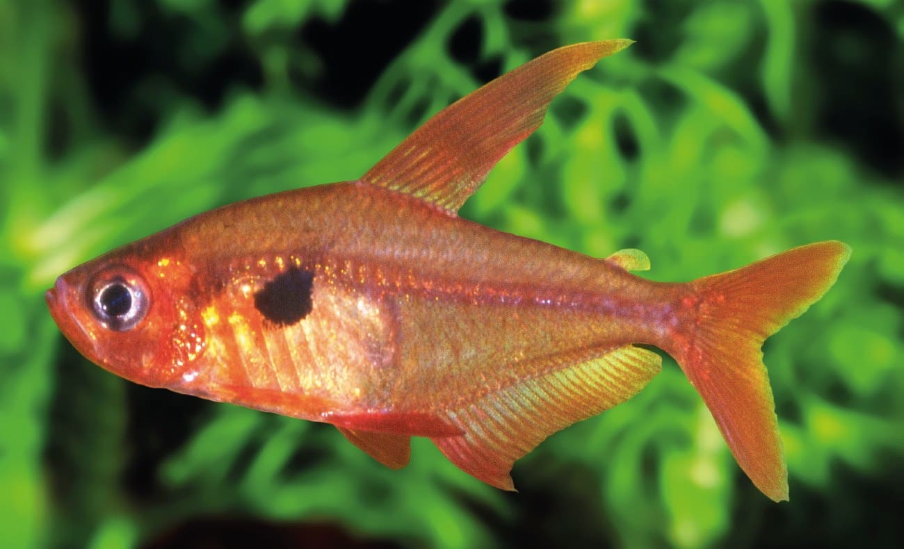 Roter Phantomsalmler (Megalamphodus sweglesi)