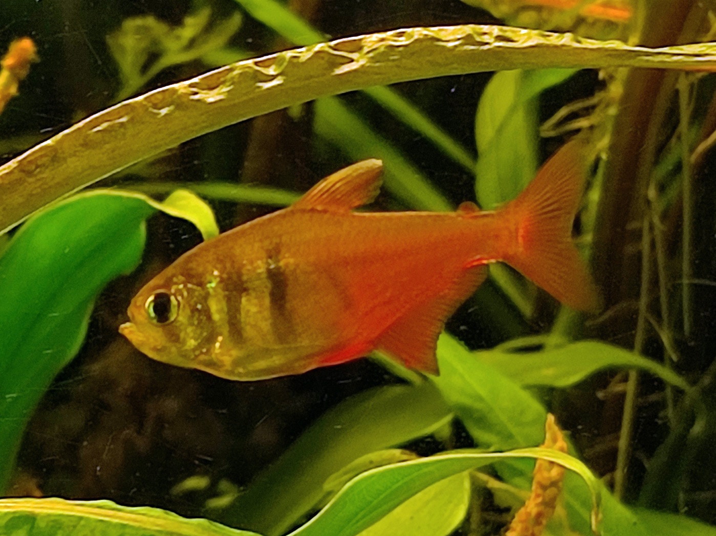 Roter von Rio (Hyphessobrycon flammeus)