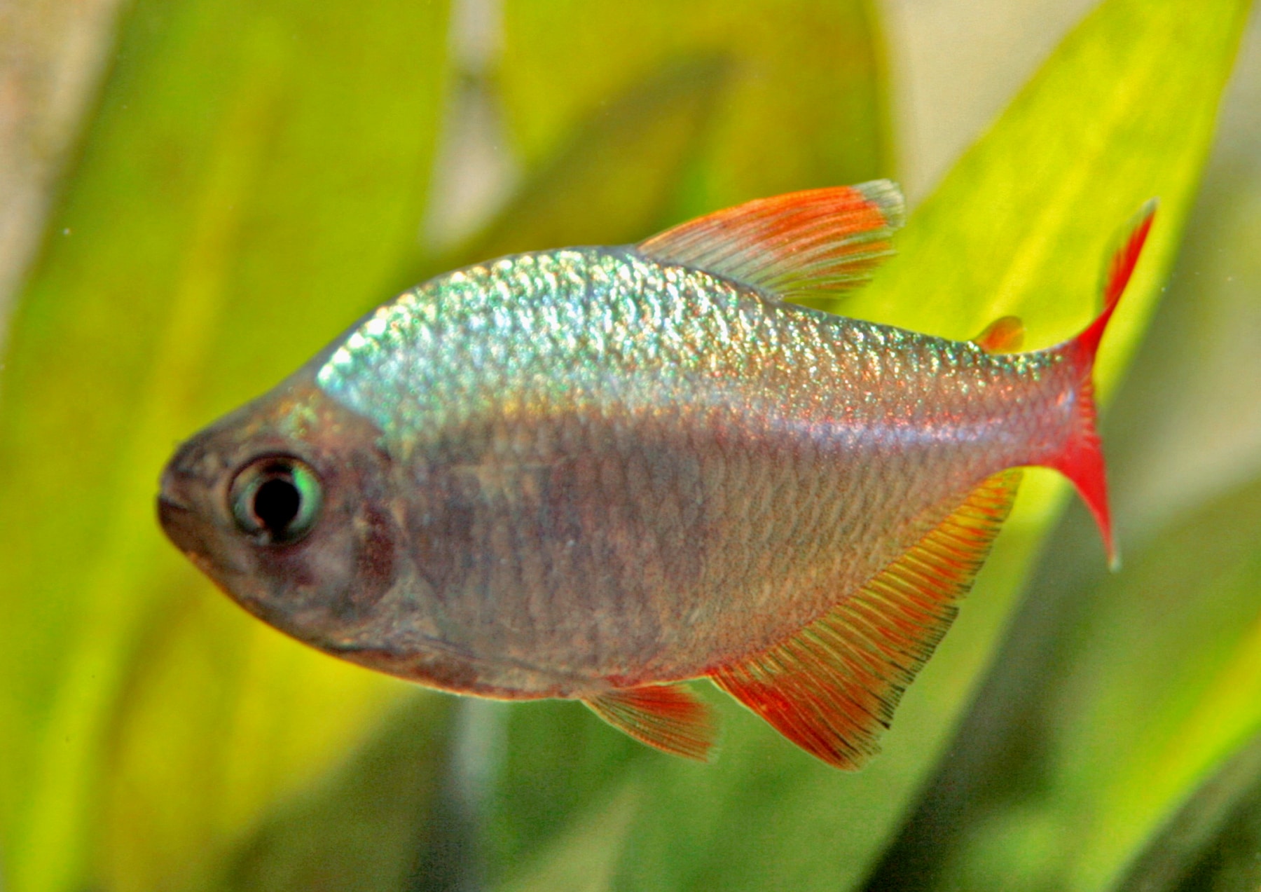 Kolumbianischer Salmler (Hyphessobrycon columbianus)