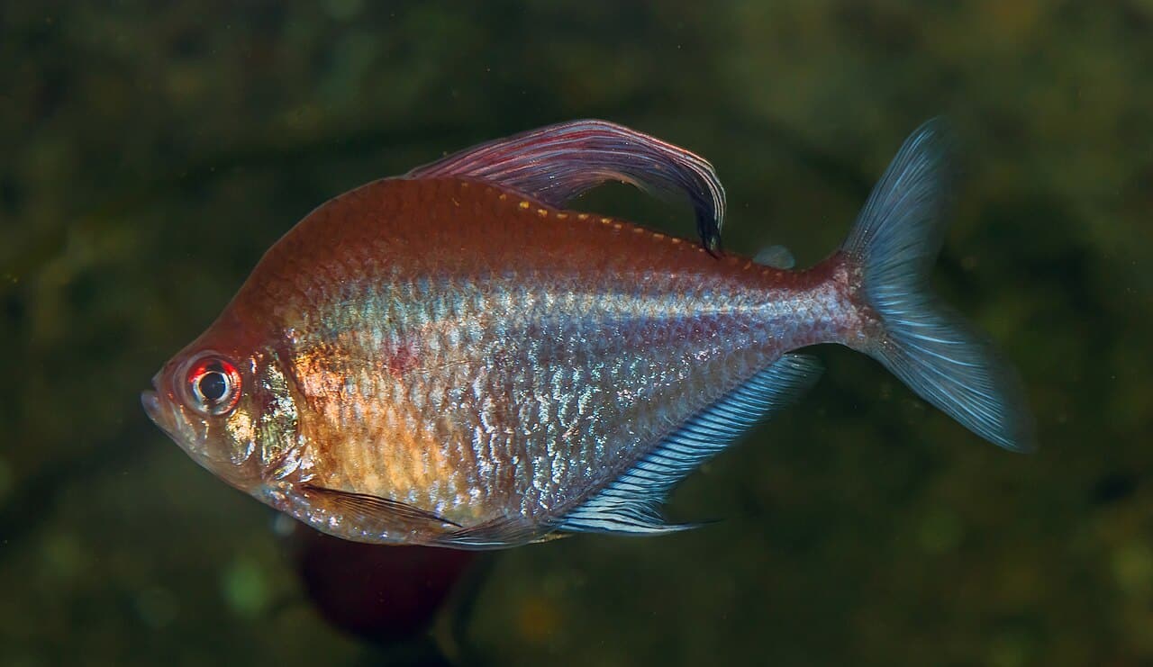 Kirschflecksalmler (Megalamphodus erythrostigma)