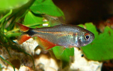 Buenos Aires Tetra (Psalidodon anisitsi)