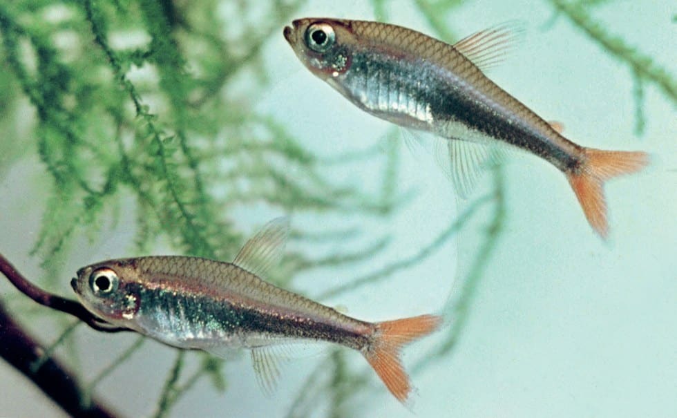 Live-colour illustration of the Loreto tetra (Hyphessobrycon loretoensis)