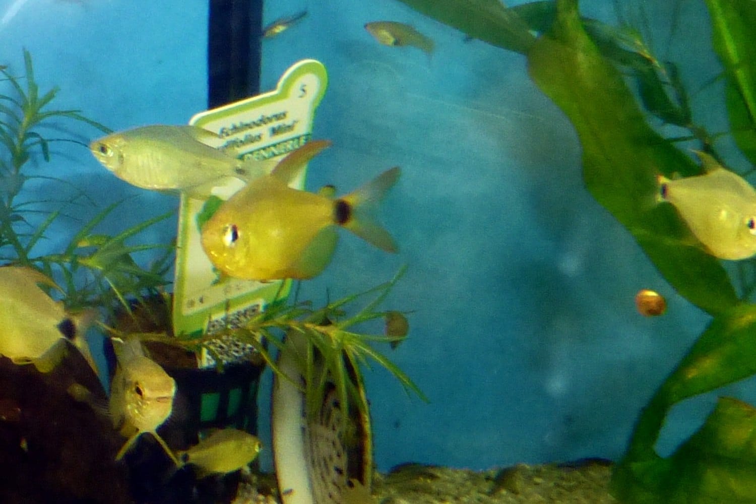 Kitty tetra (Hyphessobrycon heliacus) showing its golden body and dark tail-base spot