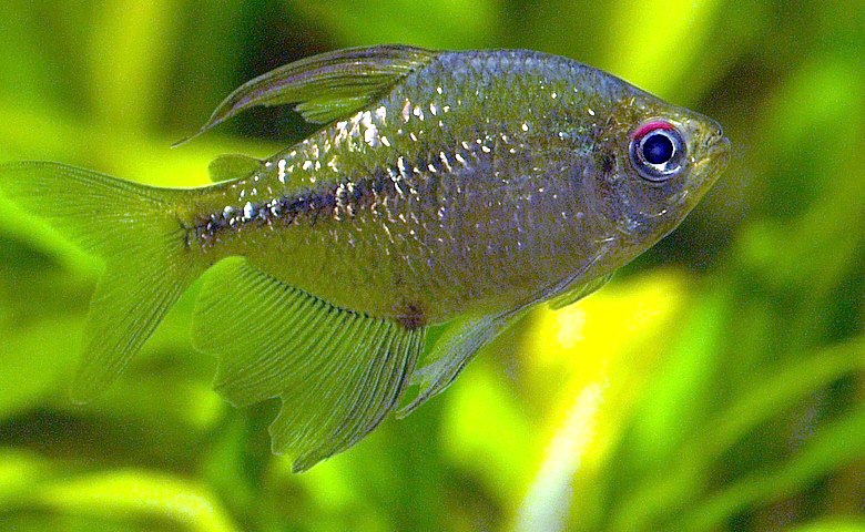 Diamond tetra (Makunaima pittieri), formerly Moenkhausia pittieri