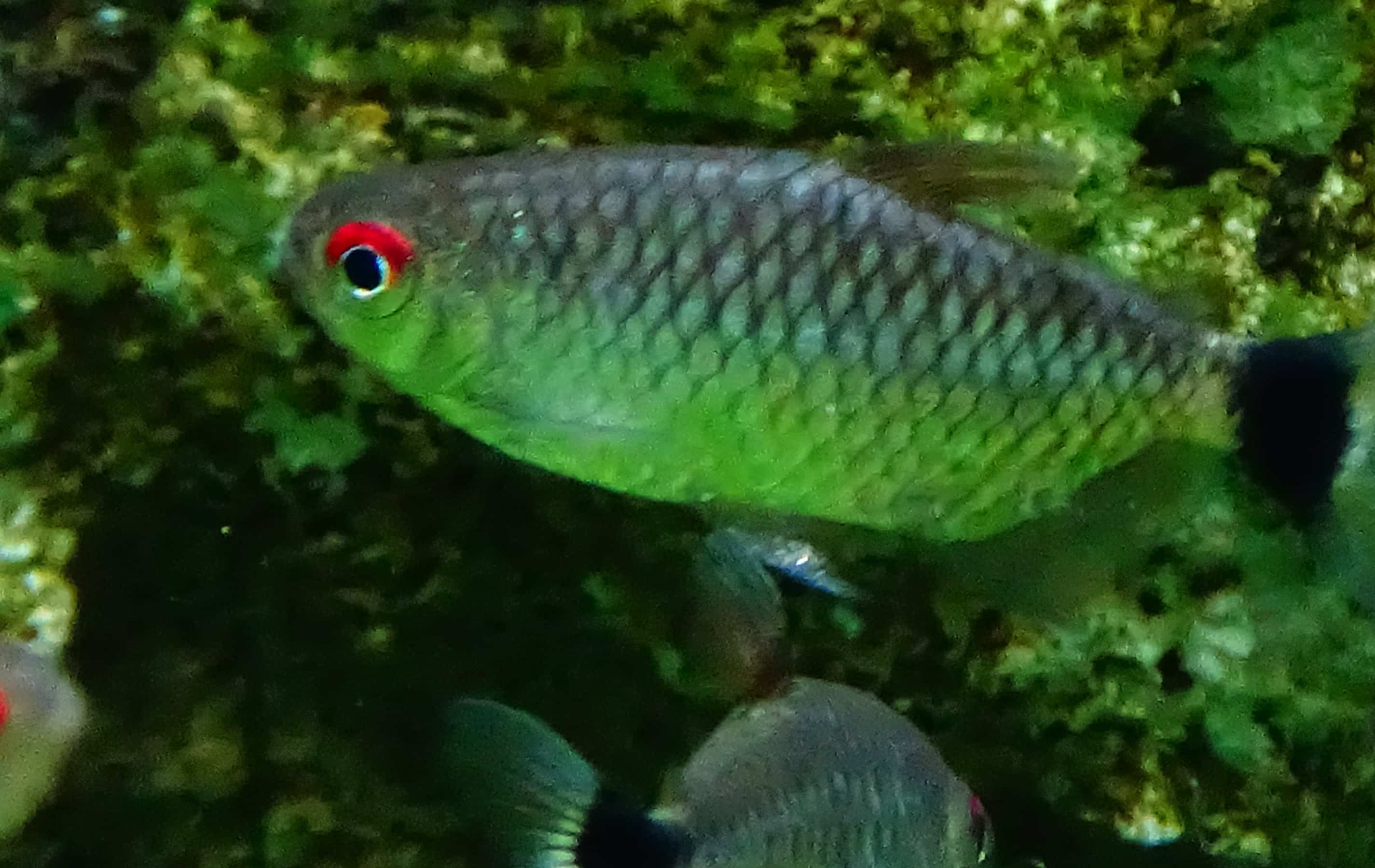 Red-eye tetra (Bario sanctaefilomenae) with red iris and dark tail-base band