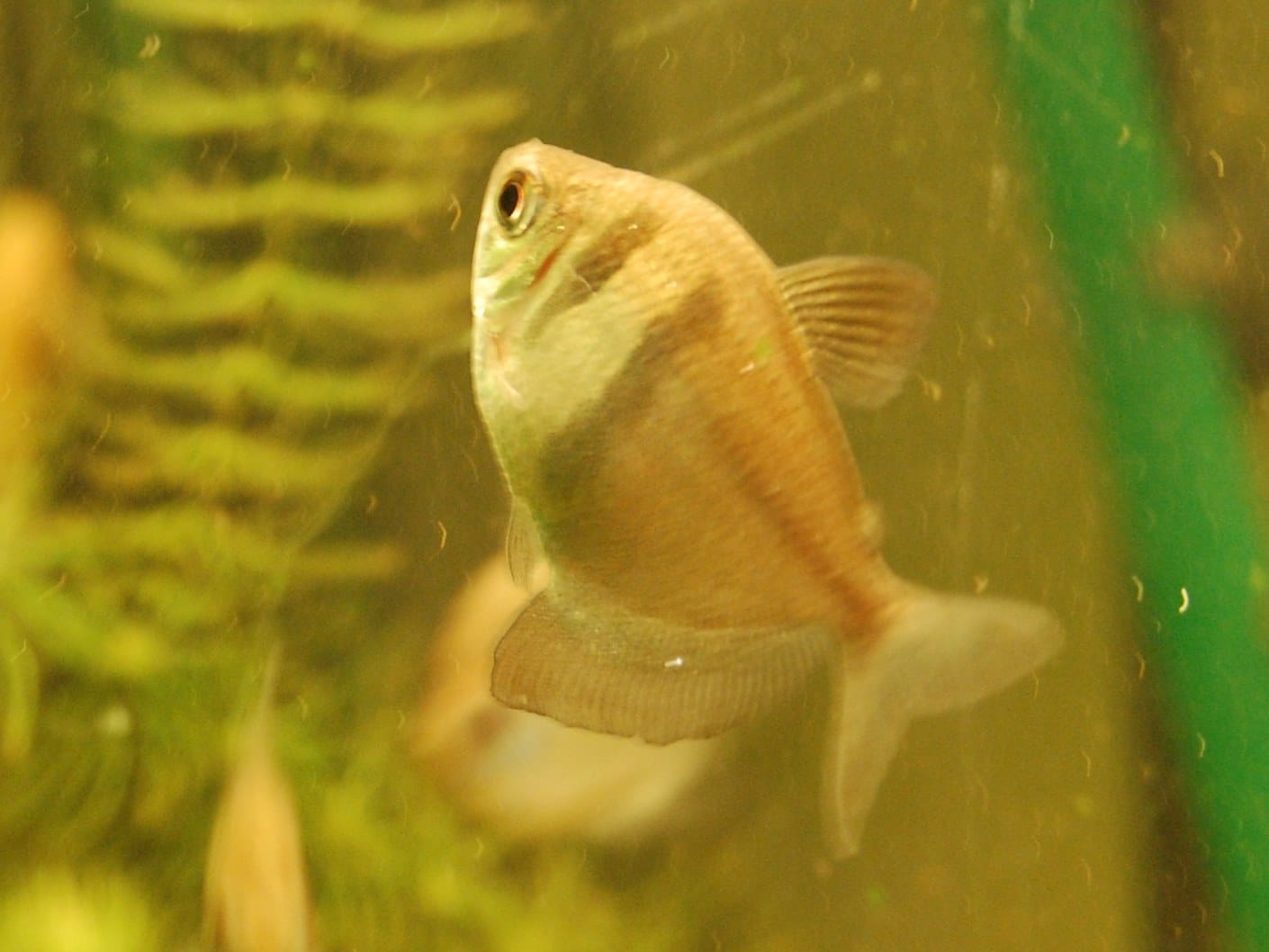 Black skirt tetra (Gymnocorymbus ternetzi) with dark body bars