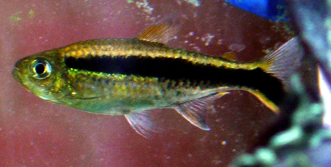 Blackline penguinfish (Thayeria boehlkei) with stripe into lower tail lobe