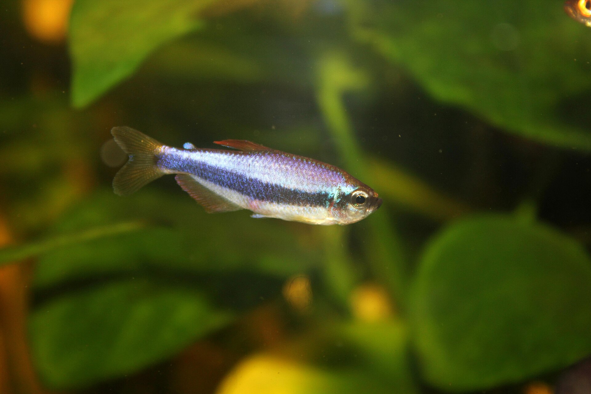Tétra empereur bleu (Inpaichthys kerri)