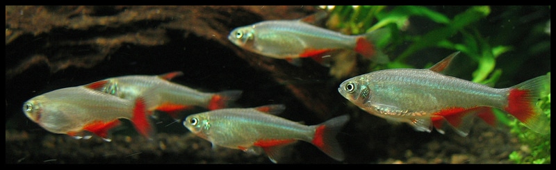 Banc de tétras à nageoires rouges (Aphyocharax anisitsi)