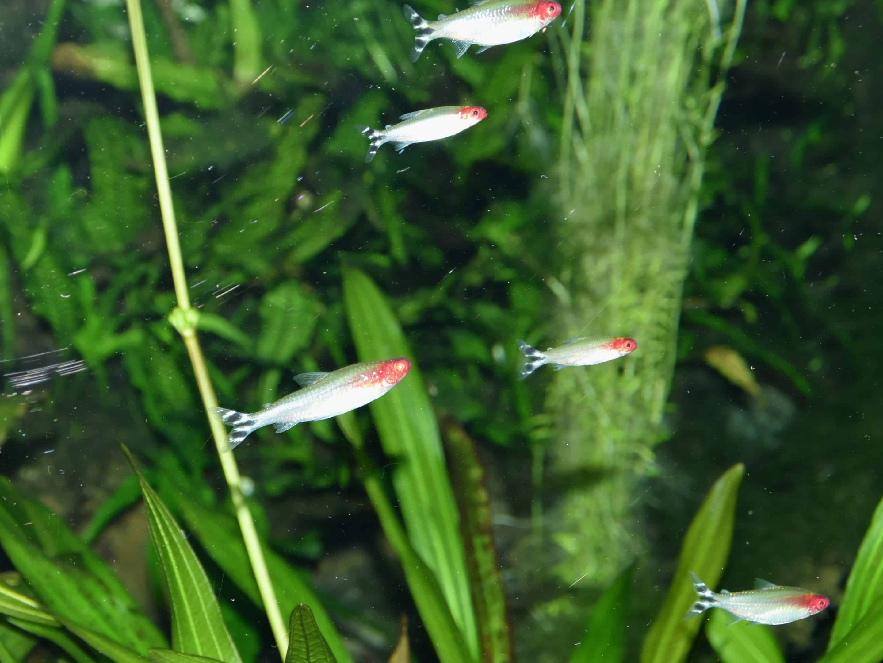 Bancs de faux nez rouges (Petitella georgiae)