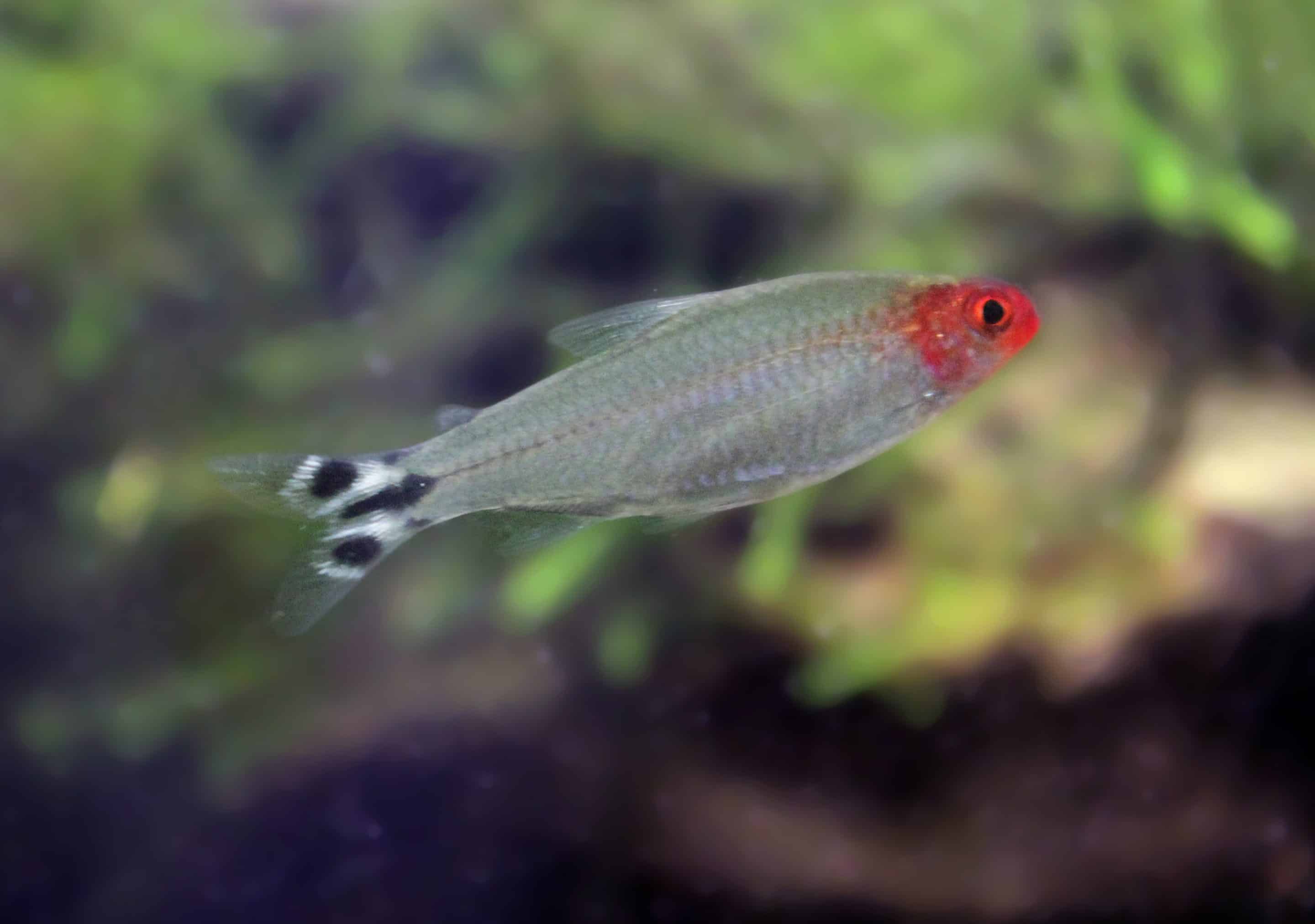 Tétra nez rouge (Petitella rhodostoma)