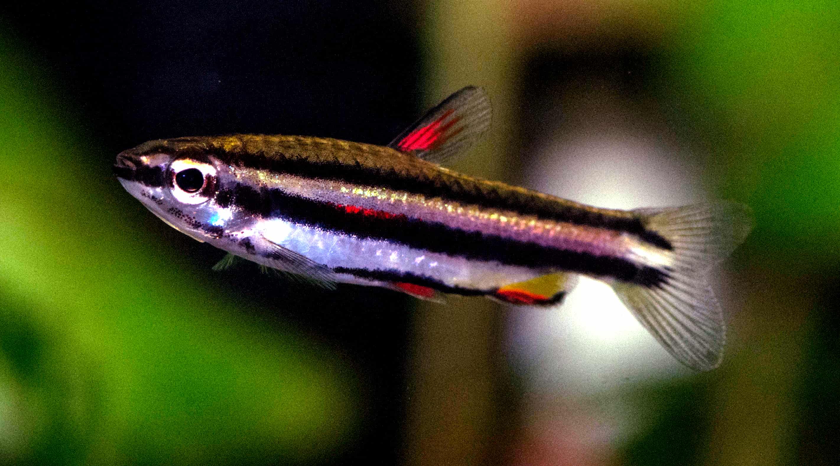 Männlicher Zwergziersalmler (Nannostomus marginatus)