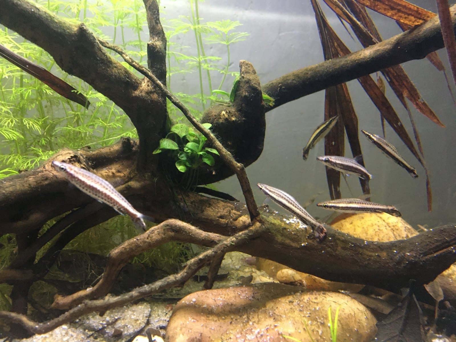 Poissons-crayons bruns (Nannostomus eques) en aquarium