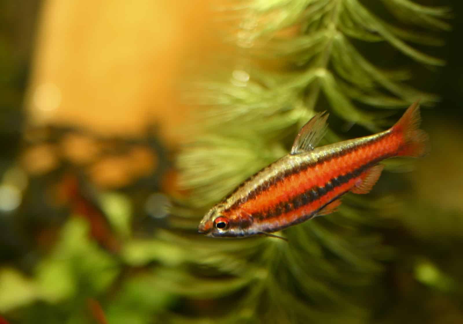 Poisson-crayon rouge corail (Nannostomus mortenthaleri)