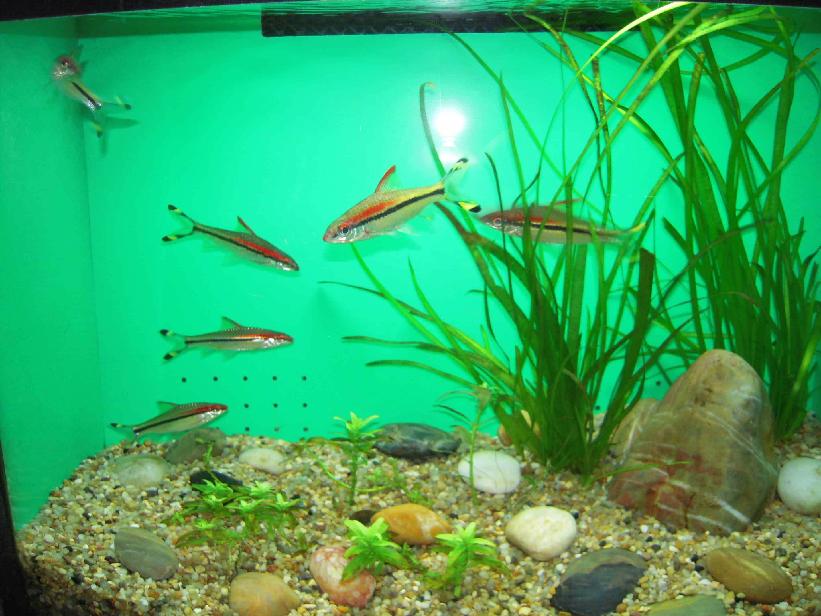 Denison barb (Dawkinsia denisonii)