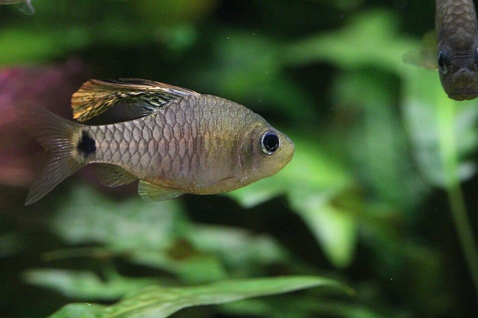 Oreichthys crenuchoides (barbus à nageoire drapée)
